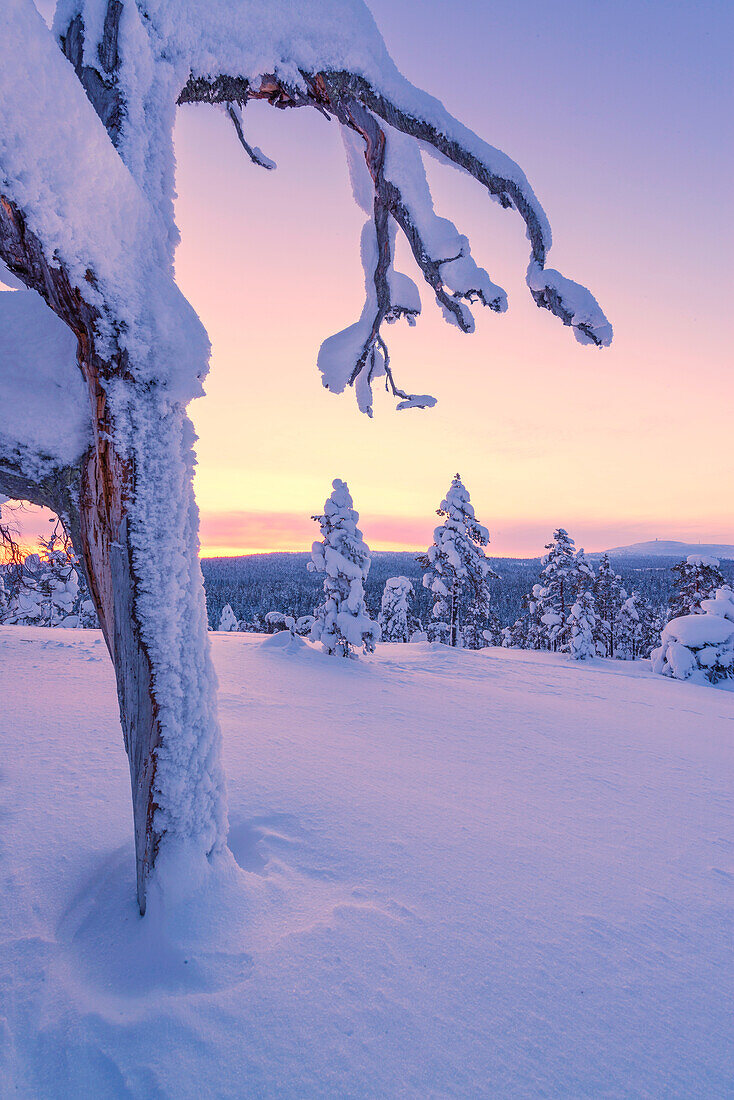 Unberührte Schneelandschaft in pastellfarbenem Licht auf den Hügeln von Luosto, finnisch Lappland