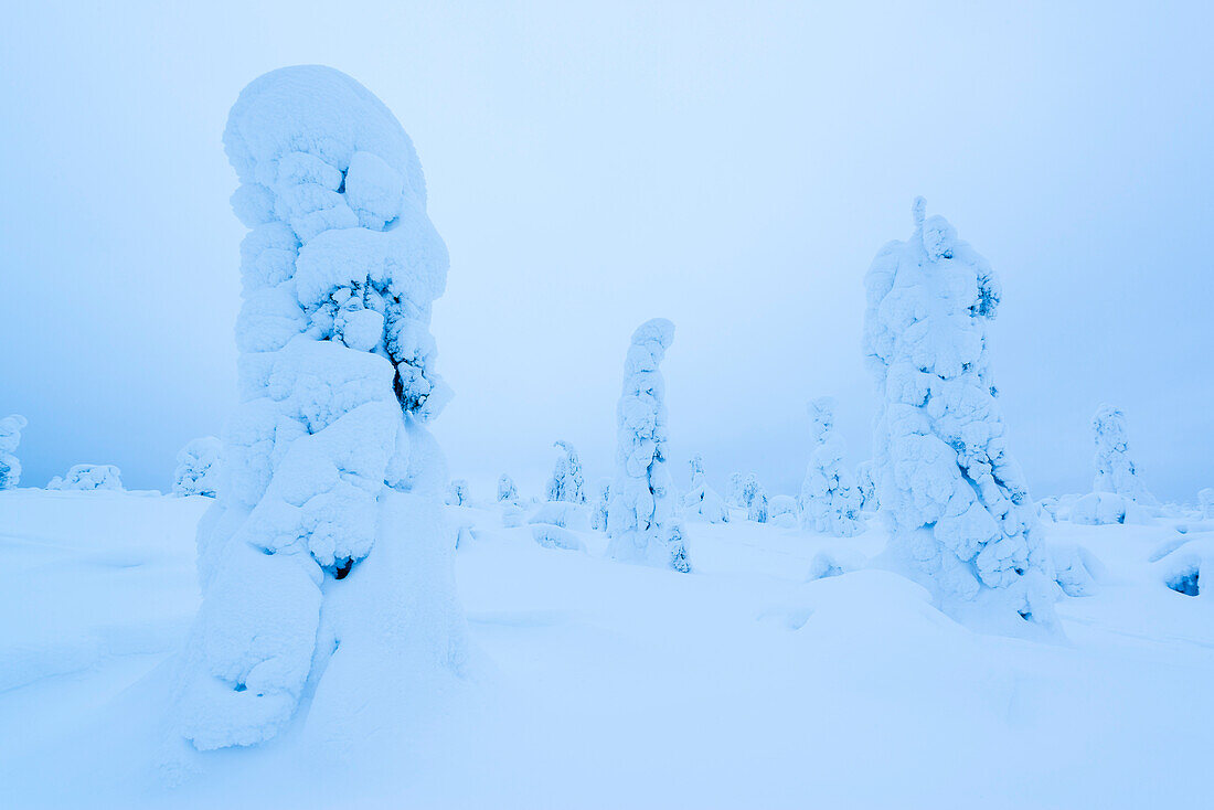Schwere Schneelast tragen die Bäume auf den unberührten Hügeln über der Stadt Luosto in finnisch Lapplend