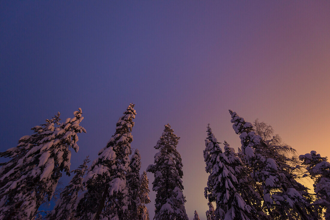colors mix into the last light above the conifer forest of Luosto, finnish Lapland