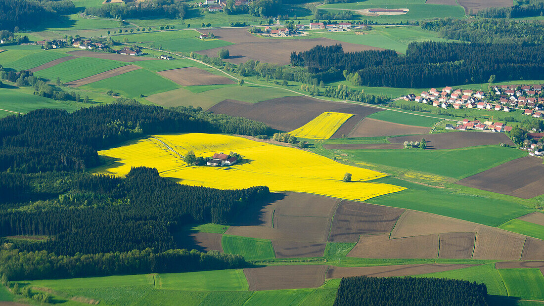 farm in the middle of a canola field, east of Erding, Bavaria, Germany