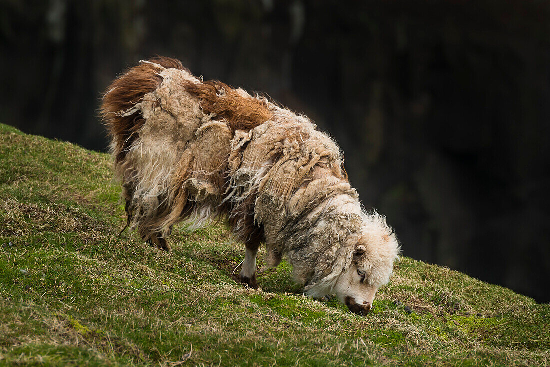 ruffled sheep on Mykines island, Faroe Islands, Denmark