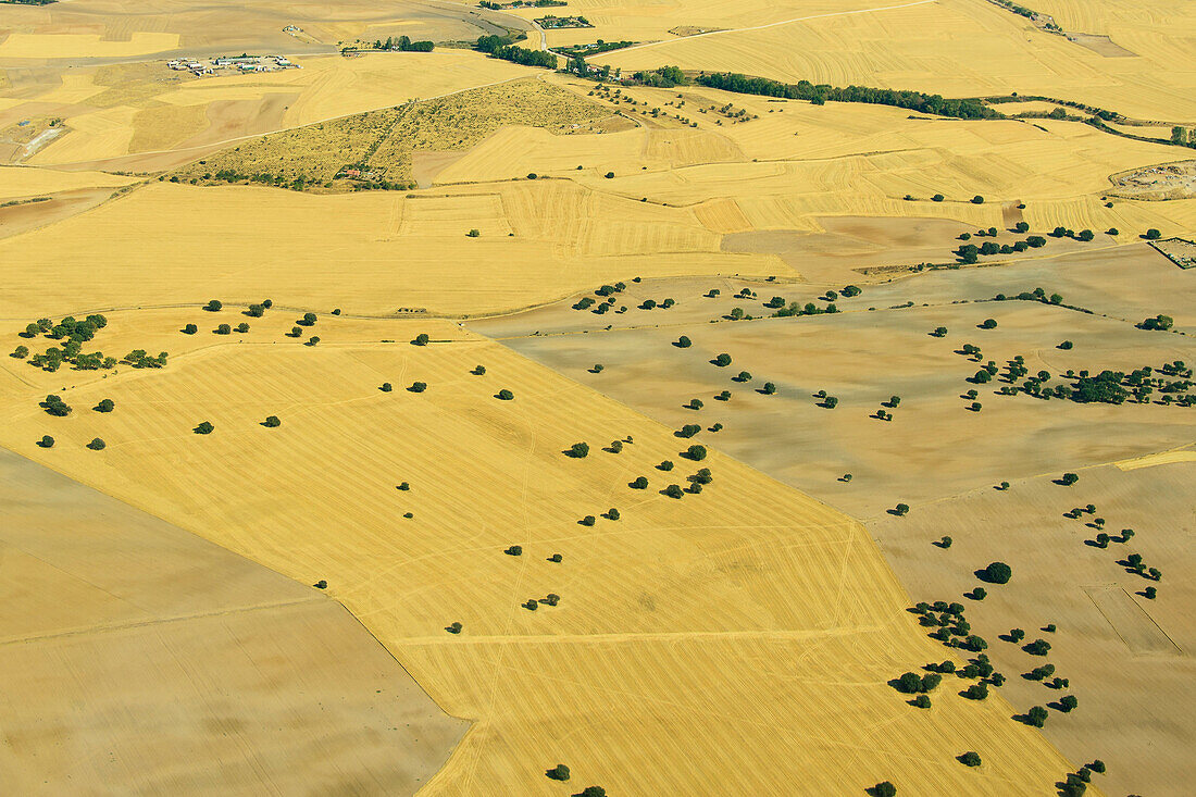 Luftbild einzelner Bäume in den trockenen Feldern süd-östlich von Madrid, Spanien