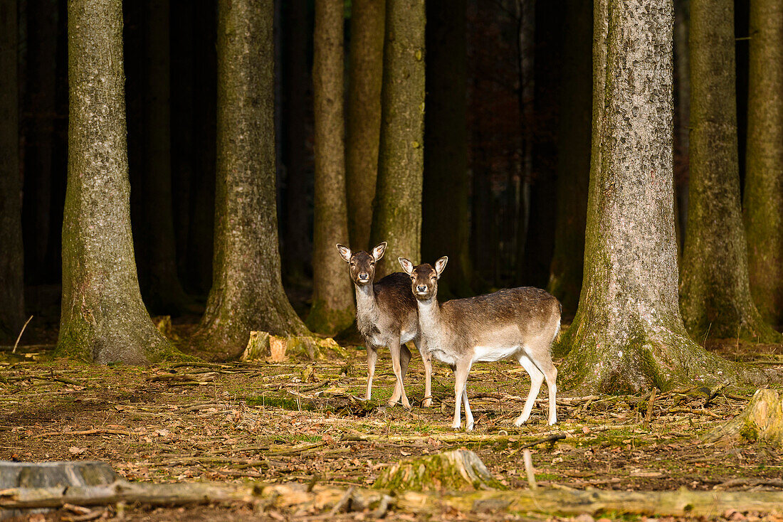 two deer looking curious at the edge of a wood, east of Munich, Bavaria, Germany
