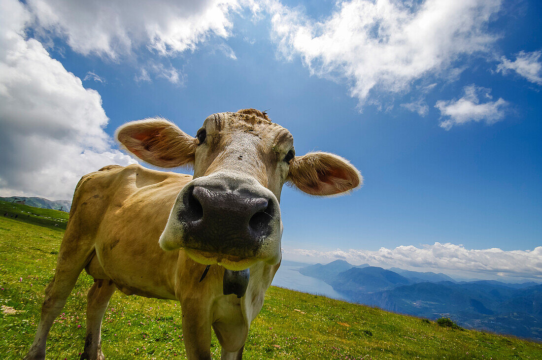 Kuh auf der Weide, Monte Baldo, Gardasee, Trentino, Italien