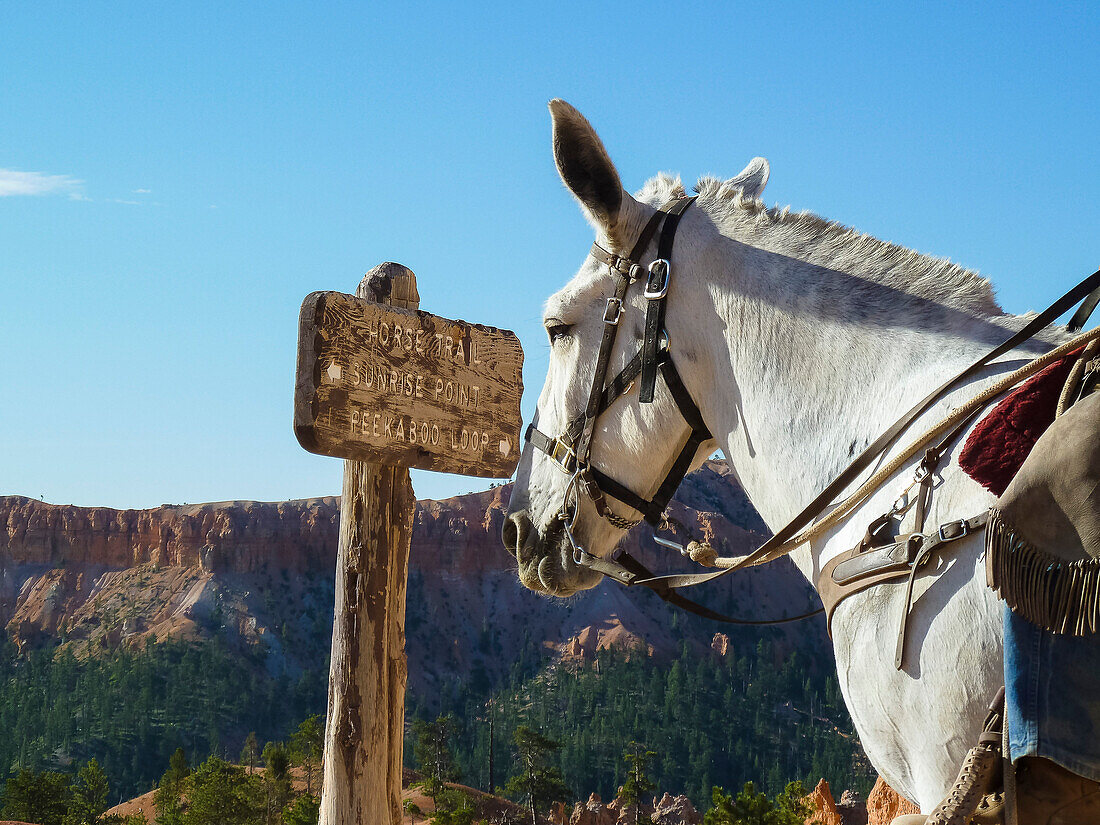 Horse reading a wooden sign, Bryce Canyon, Utah, USA