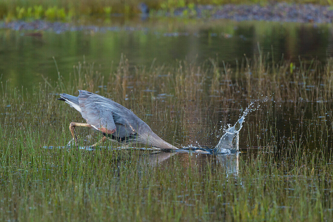 Graureiher bei der Jagd, Jackson Lake, Wyoming, USA