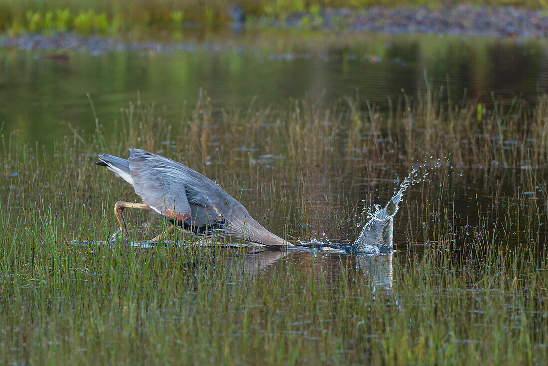 hunting gray heron, Jackson Lake, Wyoming, USA