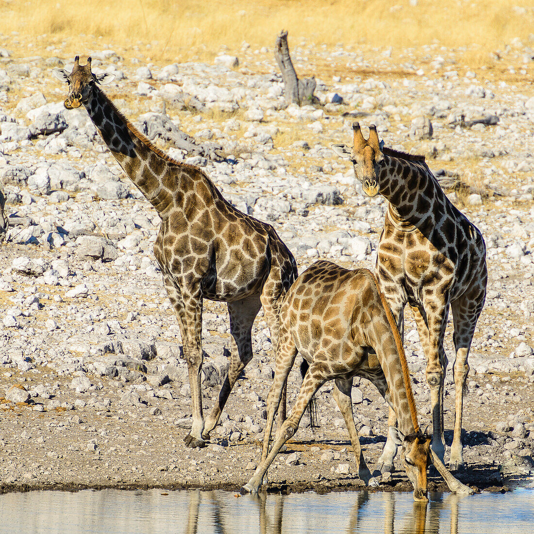 giraffe at a waterhole, Etosha National Park, Namibia, Africa