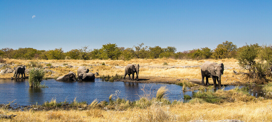 Elefantenherde beim baden am Wasserloch, Etosha Nationalpark, Namibia, Afrika