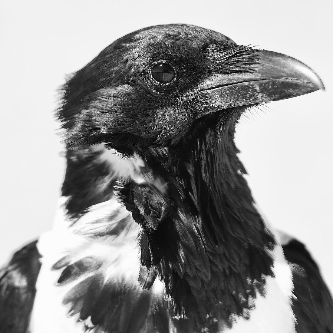 Black and white picture of a pied crow, Etosha National Park, Namibia, Africa