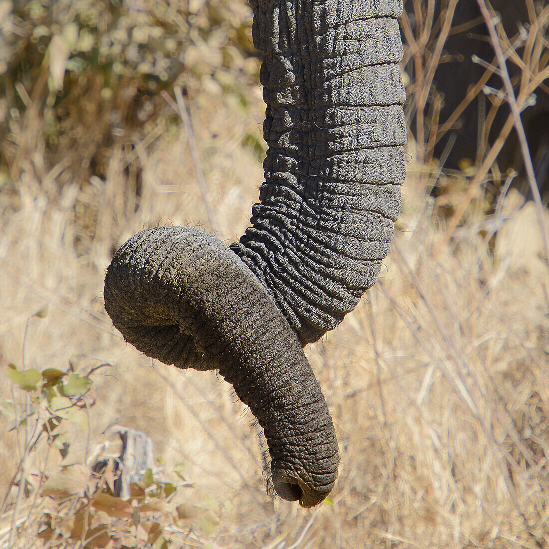 elephant trunk, Etosha National Park, Namibia, Africa