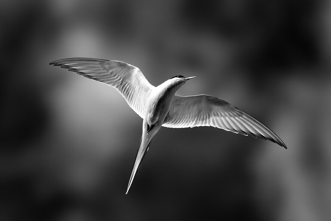 black and white image of an arctic tern in flight at the south coast of iceland