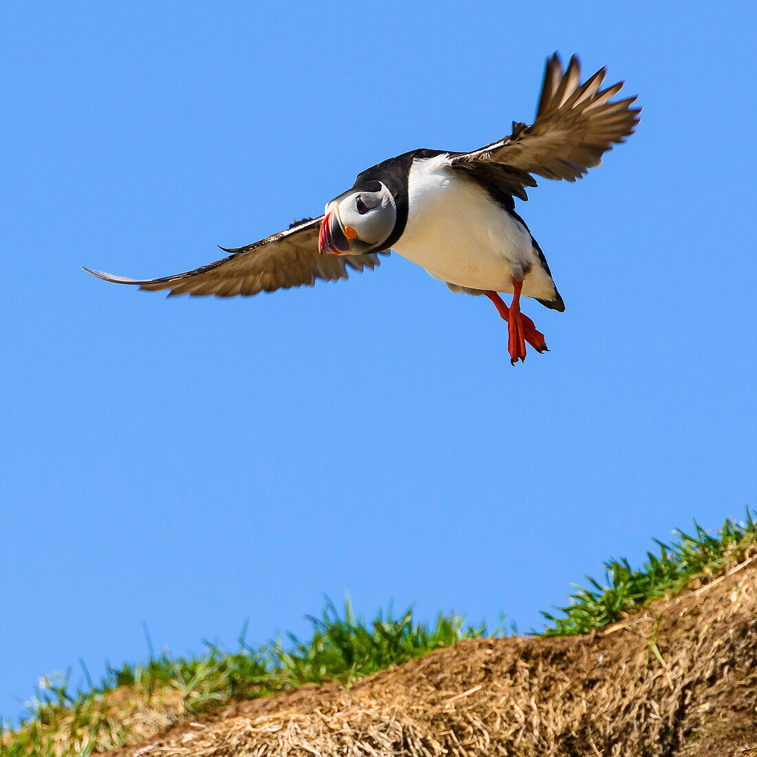 Puffin in flight, Eastfjords, Iceland