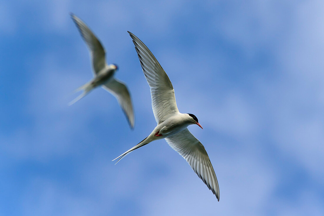 two arctic tern in flight at the south coast of iceland