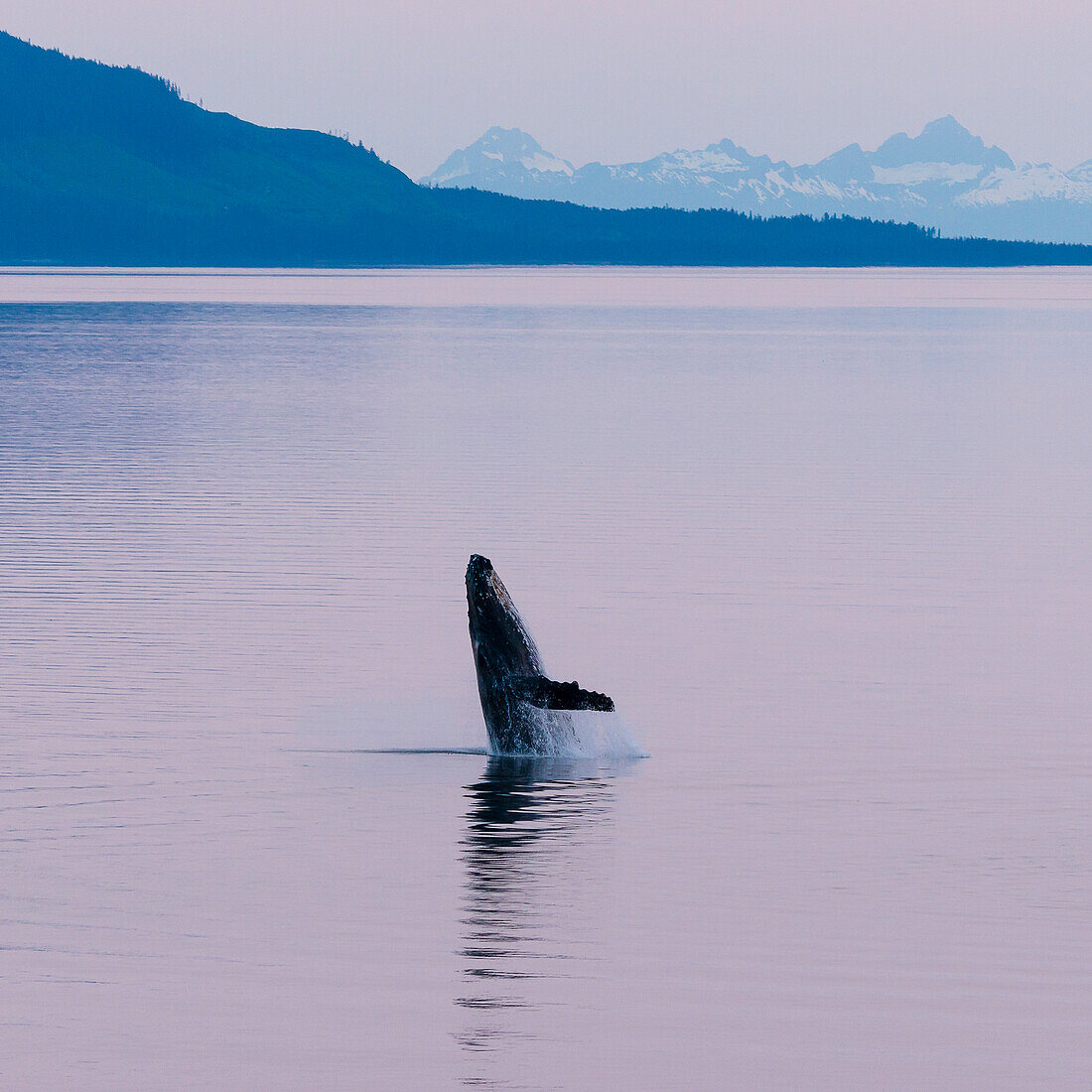 Humpback whale in the midnight sun, Inside Passage, south of Juneau, Alaska, USA