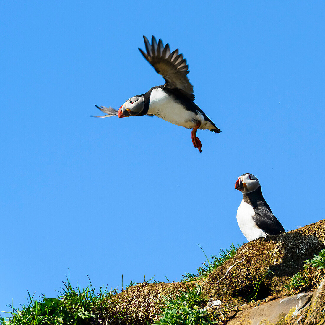 Puffin in flight, Eastfjords, Iceland