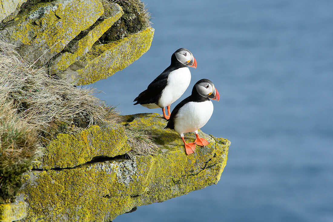 Pappageitaucher , Latrabjarg, Westfjorde, Island