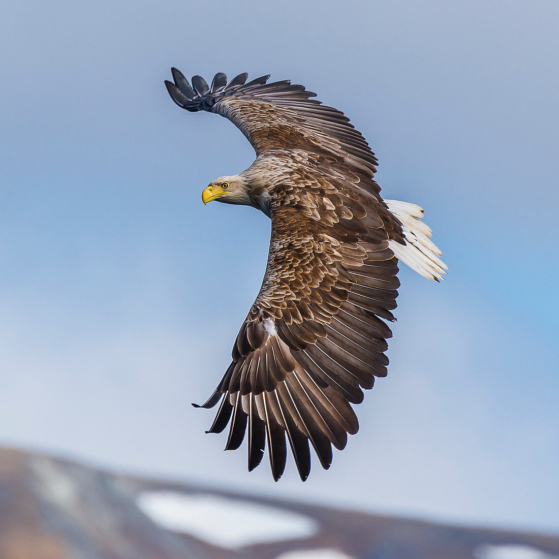 white-tailed sea eagle in flight, Vesteralen, Norway