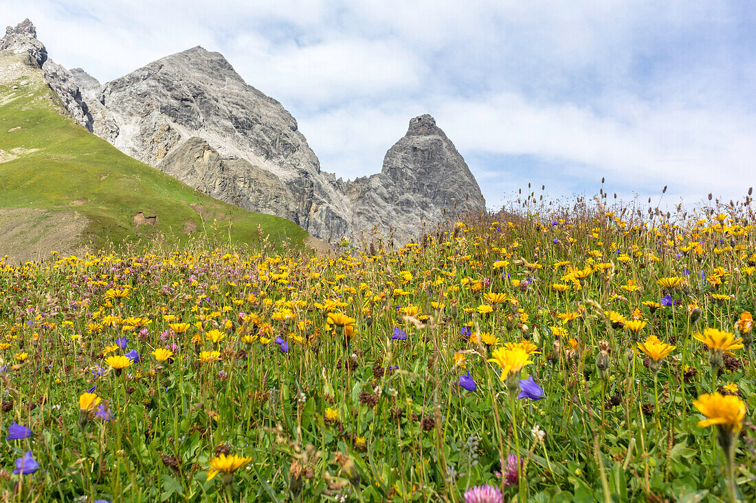 Alpine Blumenwiese, Sommerblumen, Sommerwiese, Wanderurlaub, Natur, Hüttentour, Alpine Wiese, Pause, Wanderwege, Oberallgäu, Alpen, Bayern, Oberstdorf, Deutschland
