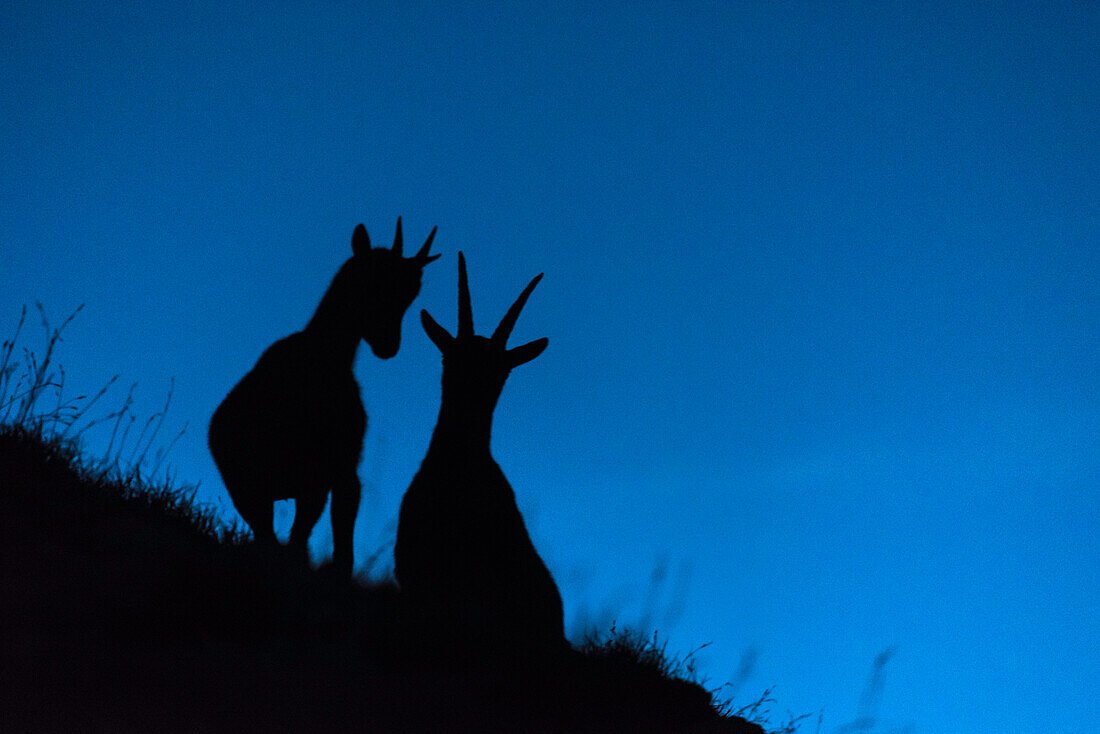 Morgengrauen, Bergwelt, Berglandschaft, Steinbock Scherenschnitt, Steinbock Silhouette, Steinböcke, Alpen, Allgäu, Bayern, Oberallgäu, Deutschland