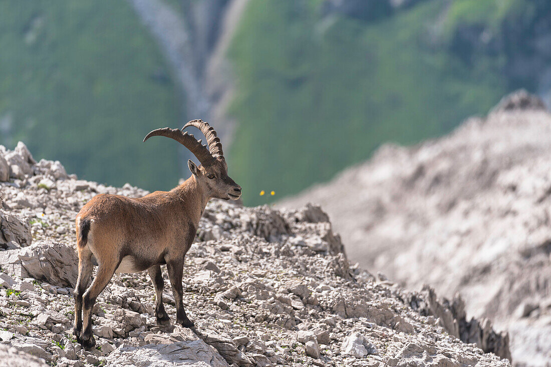 Mountain panorama, Allgäu, rock landscape, rock face, boulders, summit, hikers, Capricorn, ibex, Capricorn family, Kemptner House, long distance hiking trail, mountain landscape, summit, hiking holiday, nature, hut tour, summit, hiking trails, Oberallgäu,