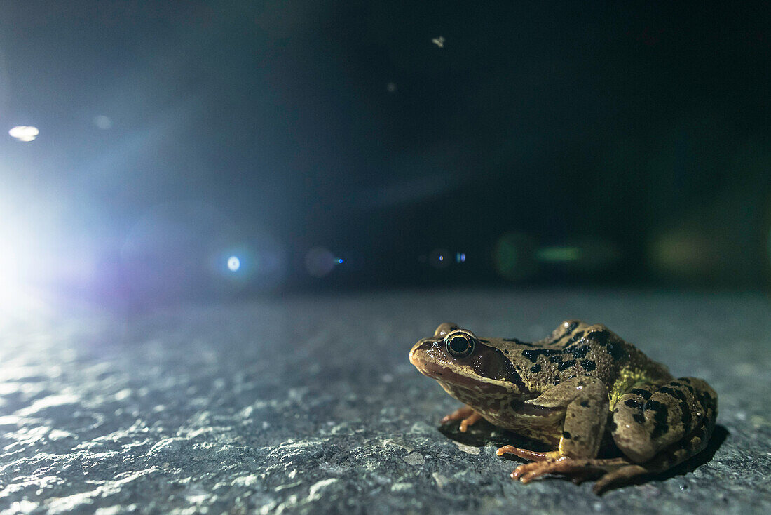 Harz, Saxony-Anhalt, nature, nature reserve, frog, frog walk, road, traffic, road traffic, night walk, pines, forest, amphibians, protection of species, Germany