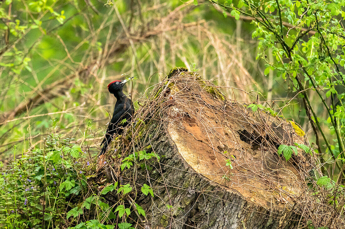 Biosphärenreservat Spreewald, Unterspreewald, Brandenburg, Deutschland, Wasserwandern, Kajaktouren, Naherholungsgebiet, Familienurlaub, Familienausflug, Wandern, Wildnis, Specht, Vogel, Exkursion, Ausflug