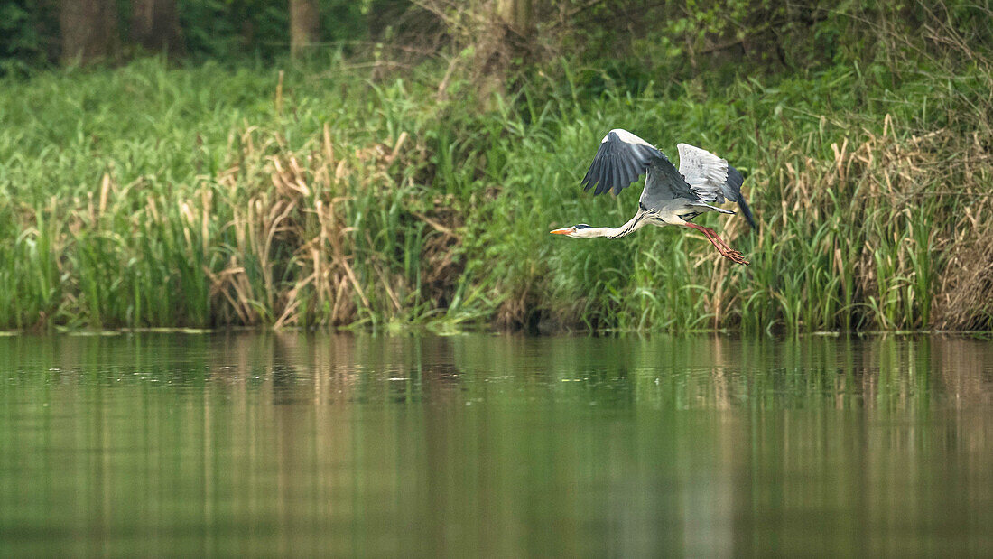 Biosphärenreservat Spreewald, Unterspreewald, Brandenburg, Deutschland, Wasserwandern, Kajaktouren, Naherholungsgebiet, Familienurlaub, Familienausflug, Paddeln, Rudern, Wildnis, Ausflug, Tagesauflug, Flusslandschaft, Fischreiher, Graureiher, Vogel