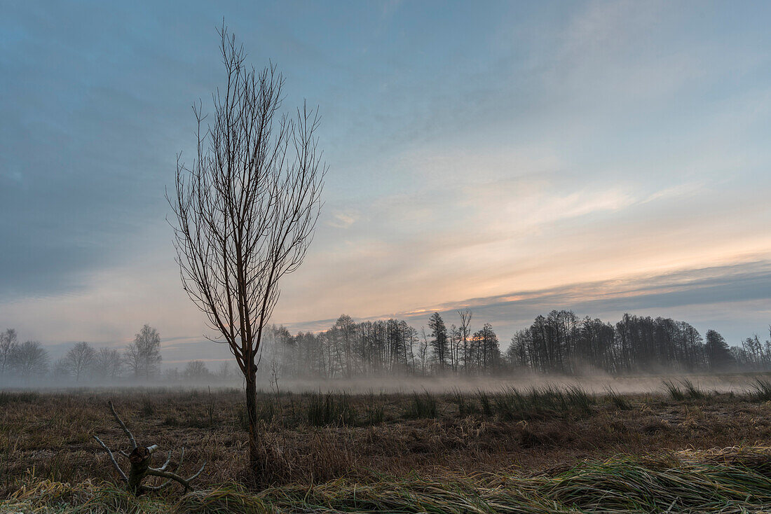 Spreewald Biosphere Reserve, Germany, Kayaking, Recreation Area, Wilderness, Grassy Landscape at dawn, Wild Meadow and pasture, Moor, Mist, Sunrise