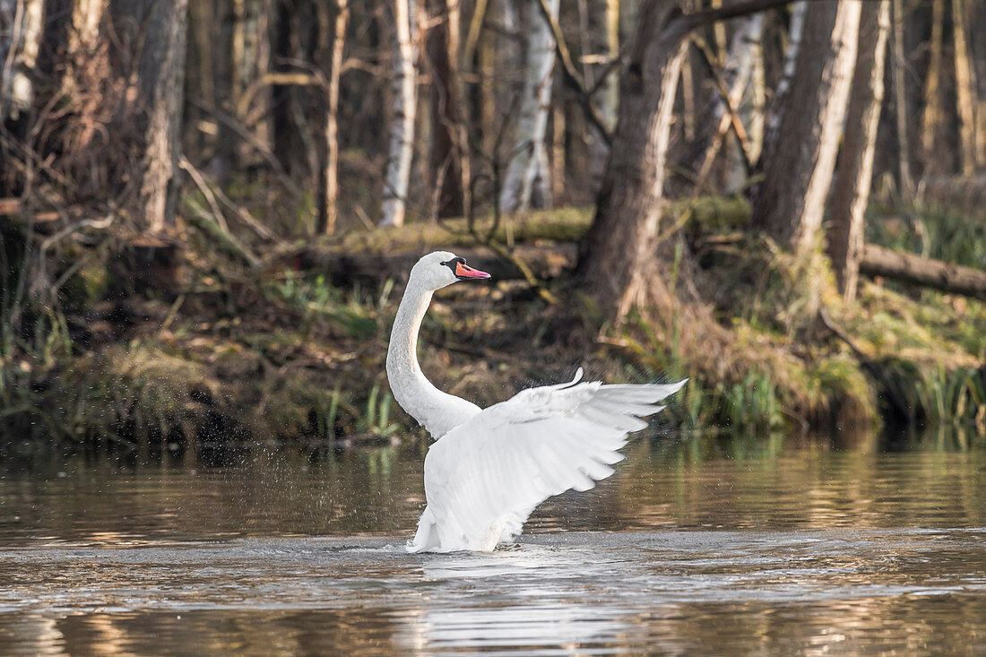 Spreewald Biosphere Reserve, Brandenburg, Germany, Water Hiking, Kayaking, Recreation Area, Wilderness, River Landscape, Swan spreading its wings, Mute Swan, Swans, Birds