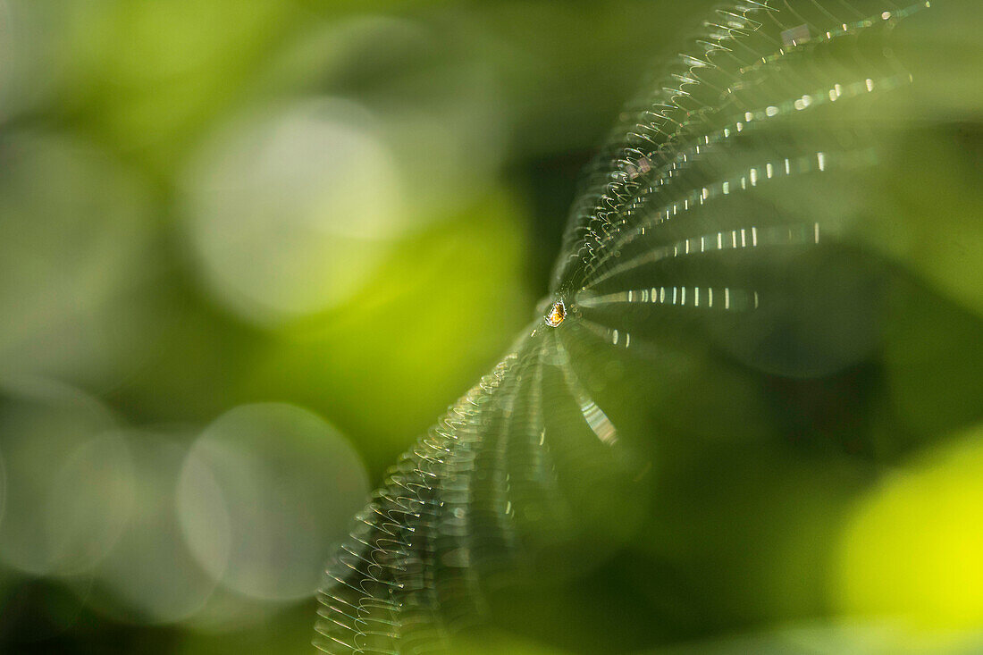 Spreewald Biosphere Reserve, Brandenburg, Germany, recreation area, spider web above a meadow,  cobweb, wilderness