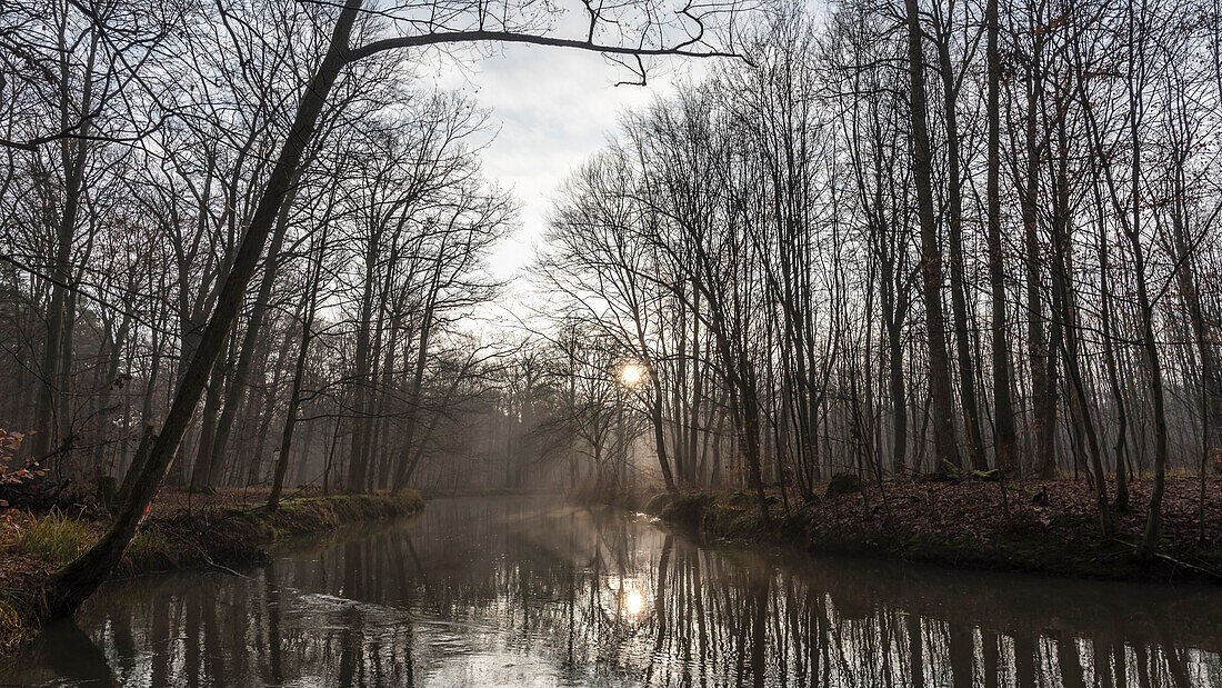 Spreewald Biosphere Reserve, Brandenburg, Germany, Kayaking, Recreation Area, Wilderness, River Landscape and beech grove at dawn, Deciduous Forest, Deciduous Trees, Winter Landscape, Spree