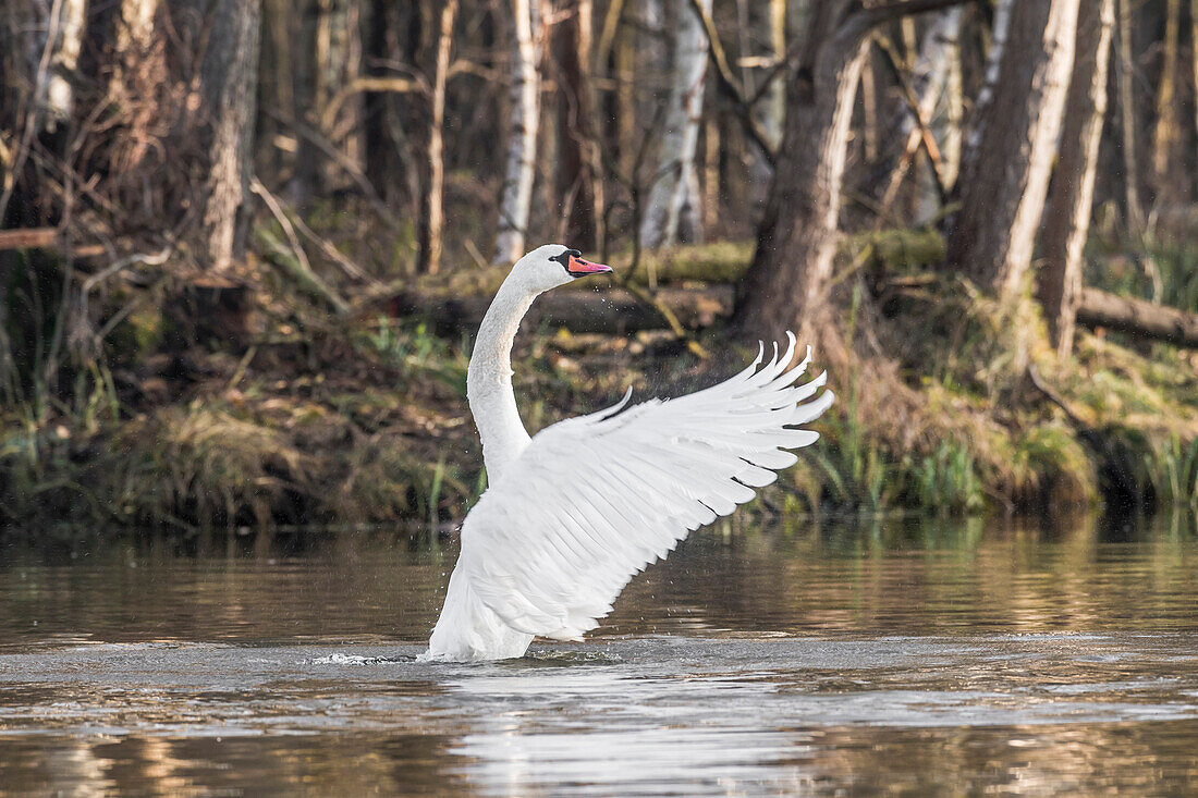 Spreewald Biosphere Reserve, Brandenburg, Germany, Water Hiking, Kayaking, Recreation Area, Wilderness, River Landscape, Swan spreading its wings, Mute Swan, Swans, Birds