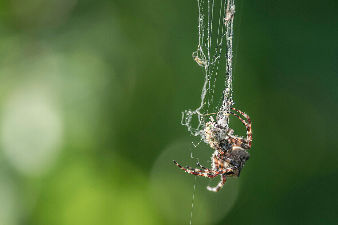 Spreewald Biosphere Reserve, Brandenburg, Germany, Recreation Area, Close up of a spider and spider's Web, Cobwebs, Cross Spider, Wilderness