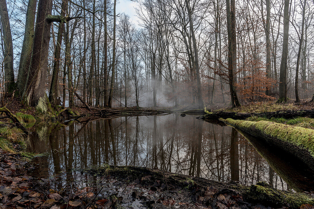 Biosphärenreservat Spreewald, Unterspreewald, Brandenburg, Deutschland, Wasserwandern, Kajaktouren, Naherholungsgebiet, Wildnis, Flusslandschaf und Buchenhain, Laubwald, Laubbäume, Winterlandschaft, Moor, Totholz, Moos, Baumstamm, Morgengrauen