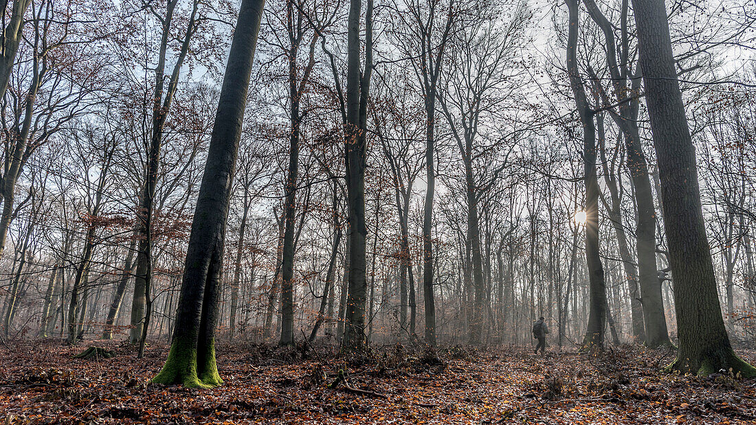 Spreewald Biosphere Reserve, Brandenburg, Germany, Kayaking, Recreation Area,  Wilderness, Day Trip, River Landscape and beech grove, Deciduous Forest, Winter Scenery at dawn, Nature Trail