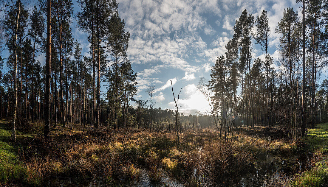 Biosphärenreservat Spreewald, Unterspreewald, Brandenburg, Deutschland, Wasserwandern, Kajaktouren, Naherholungsgebiet, Wildnis, Moorlandschaft im Morgengrauen, Moor, Nadelwald, Spaziergang, Naturlehrpfad, Wald, Kiefern