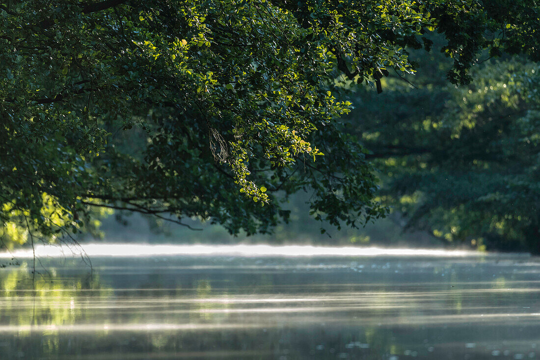 Spreewald Biosphere Reserve, Brandenburg, Germany, Kayaking, Recreation Area, River Landscape, Water Reflection and mist in the early morning, Wilderness