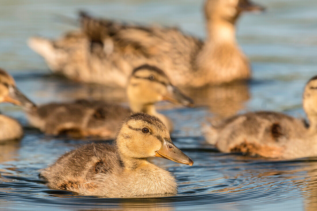 Spreewald Biosphere Reserve, Brandenburg, Germany, Kayaking, Recreation Area, River Landscape, Mallard ducks and chicks, Duck family, wilderness