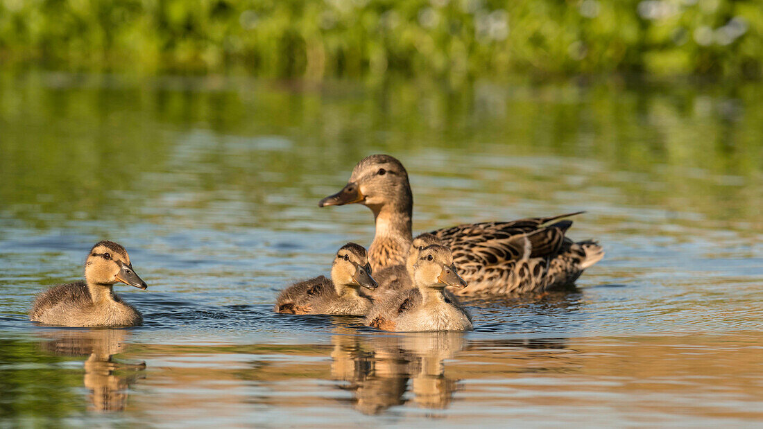 Spreewald Biosphere Reserve, Brandenburg, Germany, Kayaking, Recreation Area, River Landscape, Mallard ducks and chicks, Duck family, wilderness