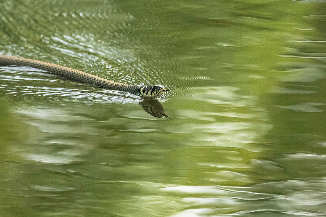 Spreewald Biosphere Reserve, Brandenburg, Germany, Kayaking, Recreation Area, Wilderness, River Landscape, Reptiles, Snake gliding through the water, Water Snake, Grass Snake