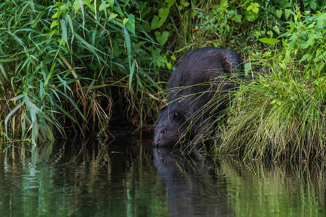 Biosphere Reserve Spreewald, Brandenburg, Germany, Kayaking, River Landscape, Wilderness, Beaver