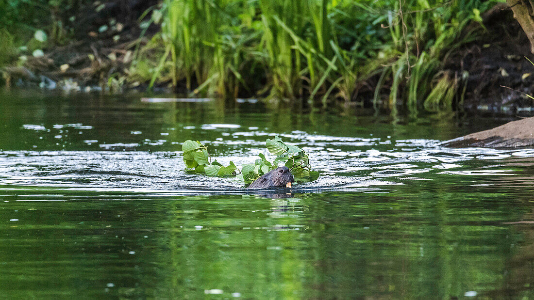 Biosphärenreservat Spreewald, Unterspreewald, Brandenburg, Deutschland, Wasserwandern, Kajaktouren, Naherholungsgebiet, Flusslandschaft, Wildnis, Biber, Biberbau