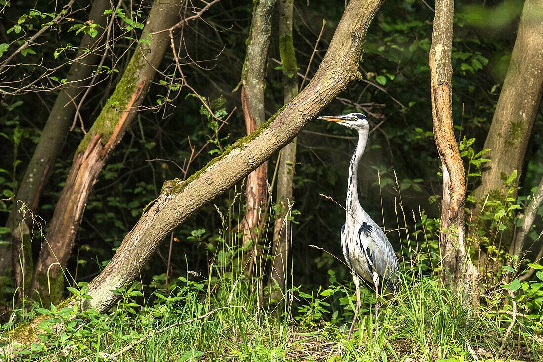 Spreewald Biosphere Reserve, Germany, Kayaking, Recreation Area, River Landscape, Wilderness, Egrets, Gray Heron along the river