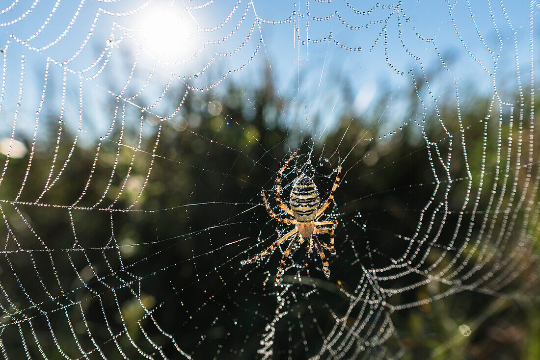 Biosphärenreservat Spreewald, Unterspreewald, Brandenburg, Deutschland, Naherholungsgebiet,  Wildnis, Spinne, Spinnennetz, Zebraspinne, Wespenspinne, Radnetzspinne