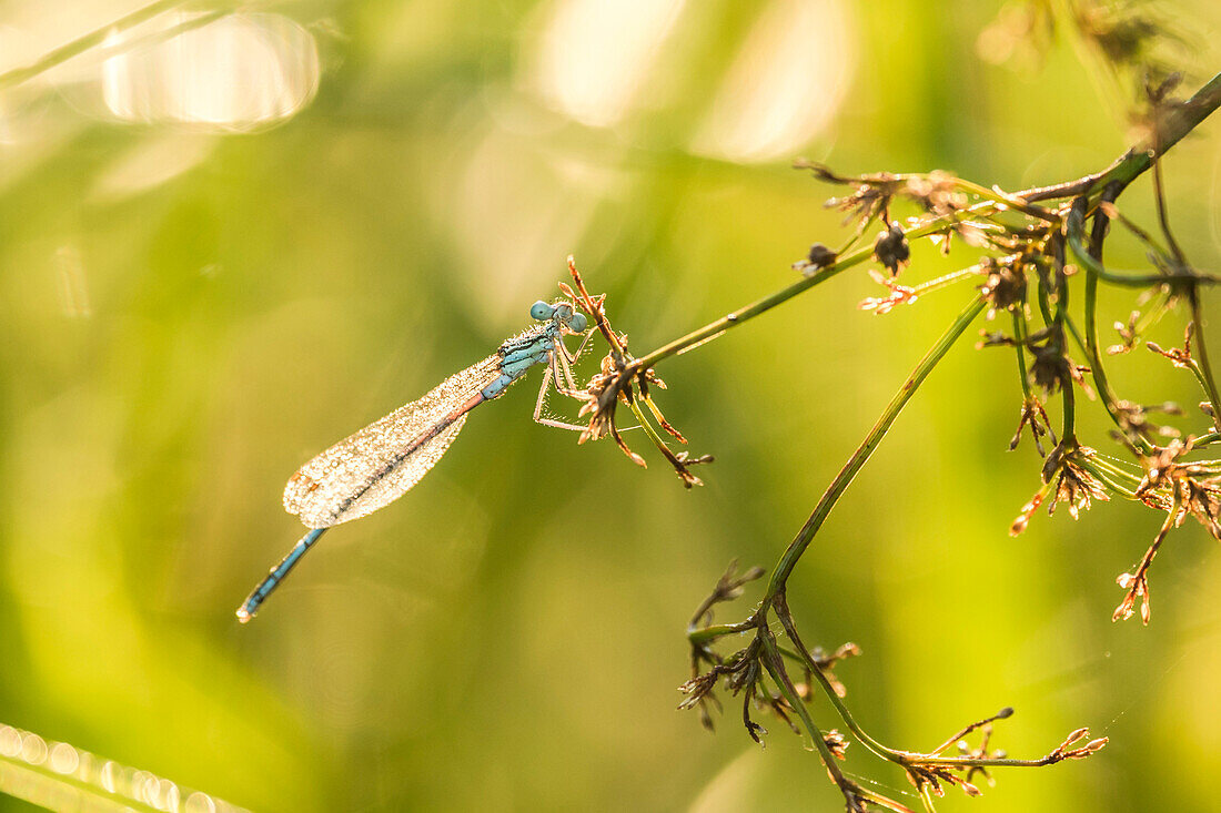 Biosphärenreservat Spreewald, Unterspreewald, Brandenburg, Deutschland, Naherholungsgebiet, Wildnis,  Libelle, Prachtlibelle bei Sonnenaufgang, Morgengrauen