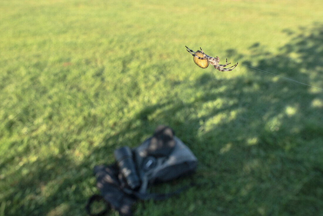 Biosphärenreservat Spreewald, Unterspreewald, Brandenburg, Deutschland, Naherholungsgebiet, Spinne, Spinnennetz, Spinnenweben, Altweibersommer