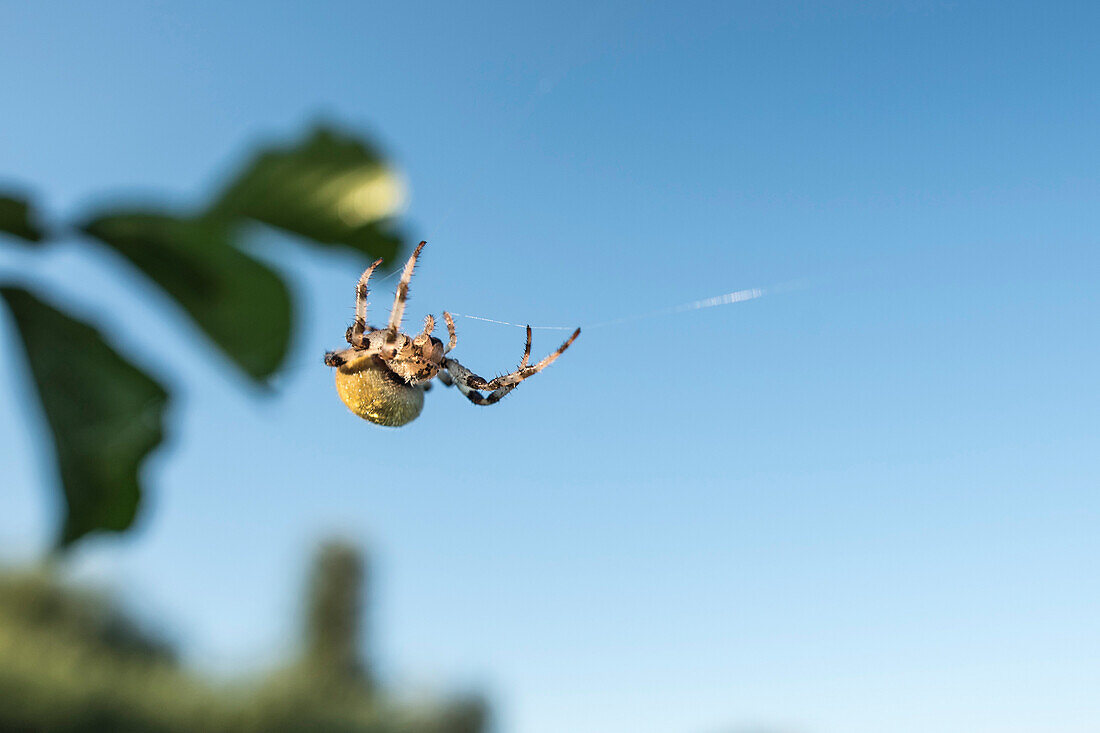 Spreewald Biosphere Reserve, Brandenburg, Germany, recreational area, spider spinning a cobweb, Indian summer