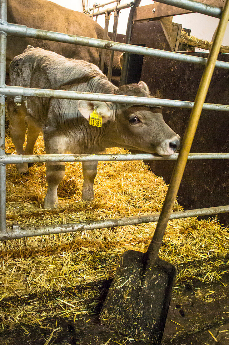 Germany, Bavaria, Alps, Oberallgaeu, Oberstdorf, organic food, farm, stable, calf, cows, meat production, mountain farm