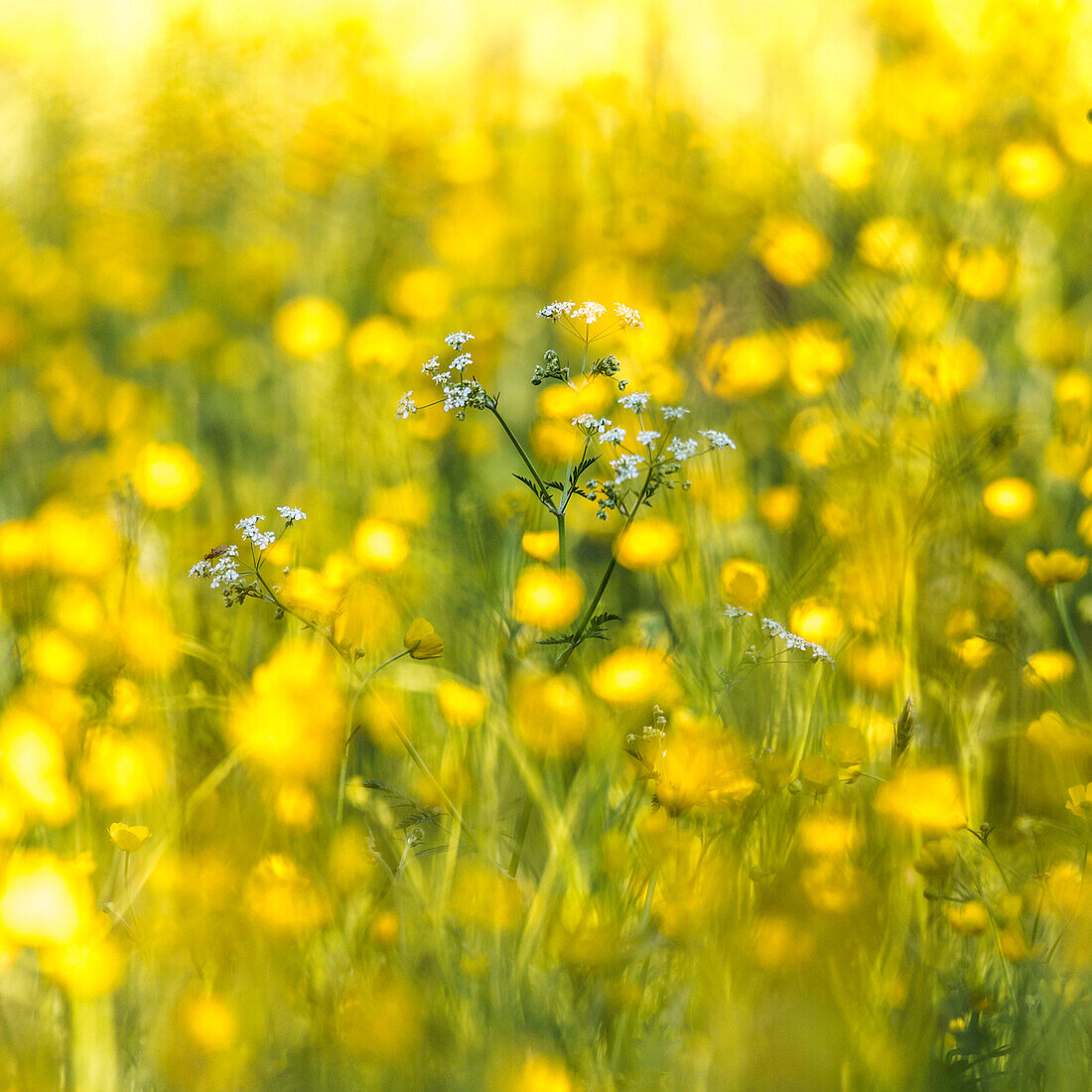 Germany, Bavaria, Alps, Oberallgaeu, Oberstdorf, Summer landscape with flower meadow, Summer holidays, Flowers, Biodiversity